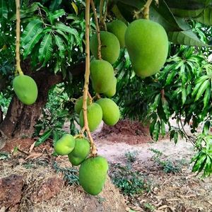  at Sanesa Yourganic in Gurugram