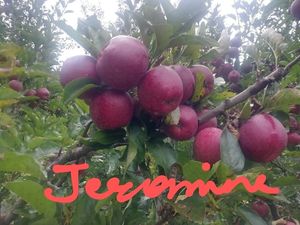  at Sanesa Yourganic in Gurugram