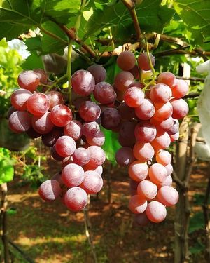  at Sanesa Yourganic in Gurugram