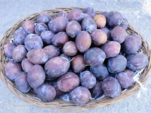  at Sanesa Yourganic in Gurugram