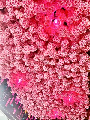   at Neon Ramen  in Everton Park