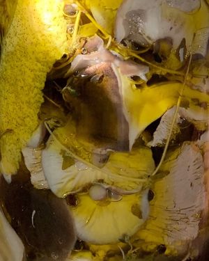 mushrooms pickles at Flores do Cabo in Colares