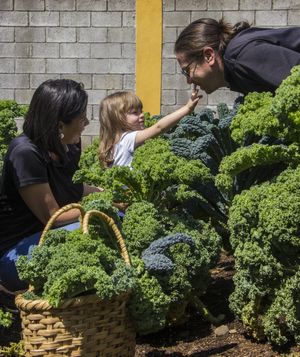 Kale de nuestro huerto at Nutritierra in Palmares