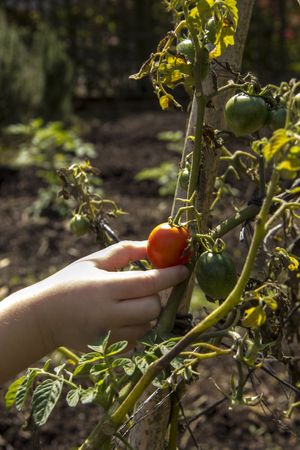 Cherry de nuestro huerto at Nutritierra in Palmares