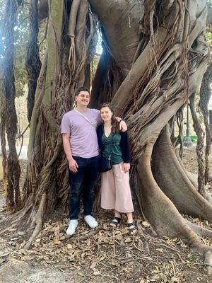 The giant Ficus tree - April 2024 at Vegan Food Tour Ortigia in Siracusa