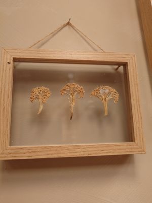 Dried broccoli at Salad&Co in Lille