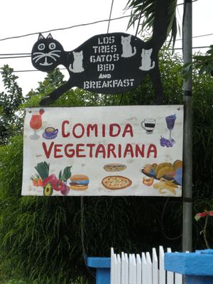 los tres gatos at Los Tres Gatos in La Fortuna