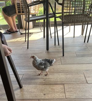 Huge Plus: Free running Chickens everywhere😄 at Quinta Levada do Rei in Santana