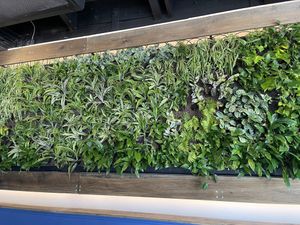 living wall  at Buddha Belly Burger in Sacramento