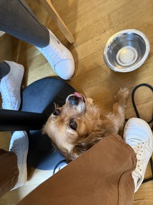 Hunde sind willkommen ☺️  at Kaffee auf Hawaii - Brunch & Chill in Mannheim