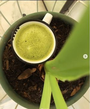 Matcha latte con leche de almendras artesanal. at Juandos in Mexico City