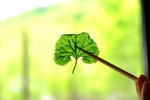fried spring veggies at Shirakami Tofu  in Aomori