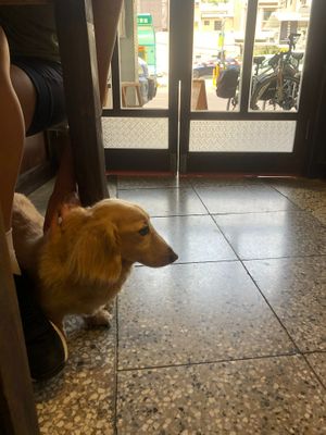 cute security dog at Kim Yo Pan - Vegan Bakery in Taichung