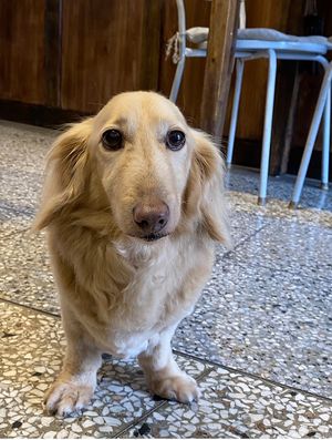 Friendly doggo  at Kim Yo Pan - Vegan Bakery in Taichung