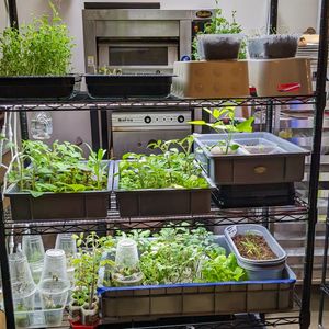 Microgreens grown indoors at Back to Eden in Central Singapore