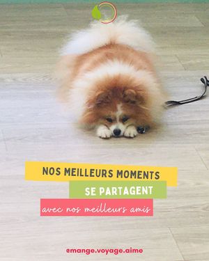 A little cuteness to end the week 🐶

As the best moments are spent with those we love 🥰
So come with your 2 🦜 (3?), 4 (or more!) legged friends 🕷

They will always at Mange.Voyage.Aime in Nice