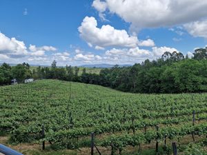 Superb organic vineyard serving many vegan options. at Bonjardim Boutique Hotel in Nesperal