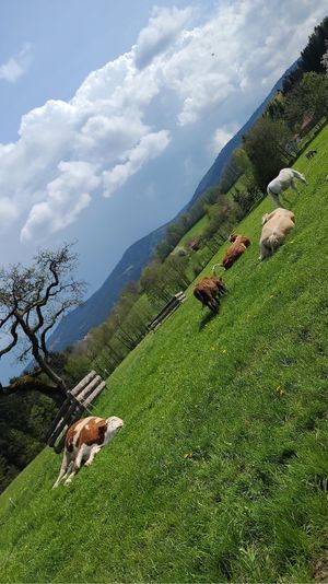  at Erdlingshof in Kollnburg