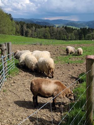  at Erdlingshof in Kollnburg