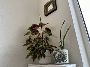 inside  at Pistache in Saarlouis