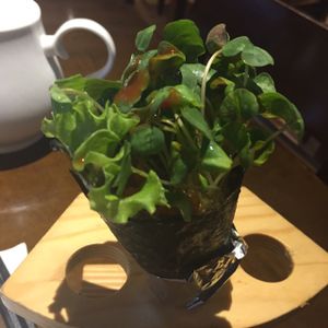 Delicious Buckwheat sprout Temaki at Zǎozǐ Shù - Vegetarian Life Style - JiangNing in Shanghai