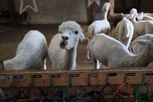  at Hof Birkenkamp  in Bresegard Bei Picher