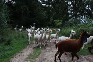  at Hof Birkenkamp  in Bresegard Bei Picher