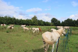  at Hof Birkenkamp  in Bresegard Bei Picher