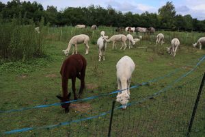  at Hof Birkenkamp  in Bresegard Bei Picher
