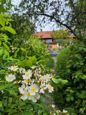  at Artemisia  in Stiefenhofen