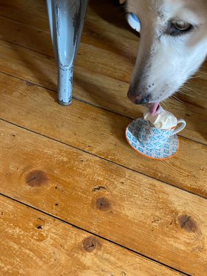 Isn't that cute 🥰🥰🥰 at Harry's at 387 in Belfast