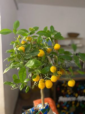  at ARUTAS Bistrot and Cocktail Bar in La Maddalena