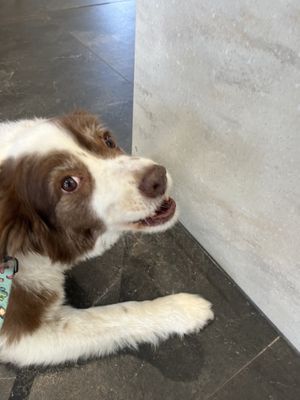 Pup treat (he already ate it)   at Jing Si Books & Cafe  in Salisbury