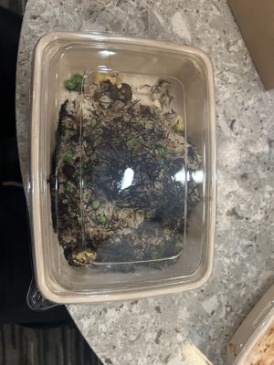 Truffled Fried Rice  at PLANTA Queen in Atlanta