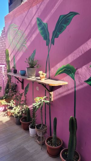  at Satiba Therapy Coffee Shop in Arequipa