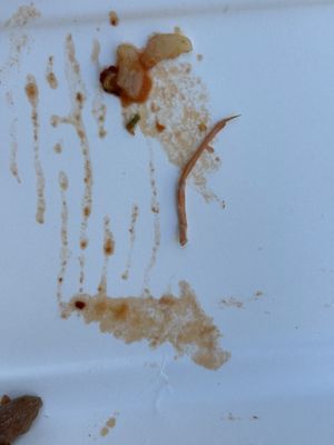 Shrimp leg found in pasta arrabbiata  at Veciu Muin in Riomaggiore