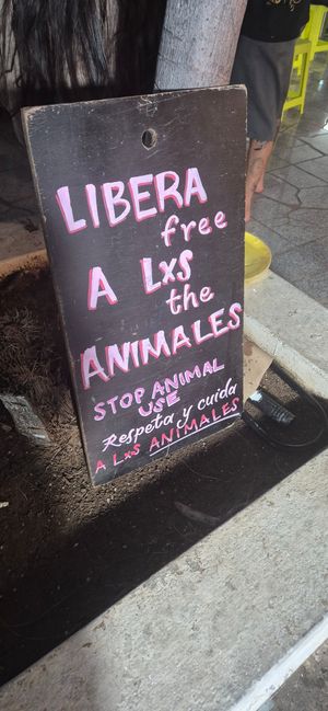  at Deja Vufree Taqueria  in Playa Del Carmen