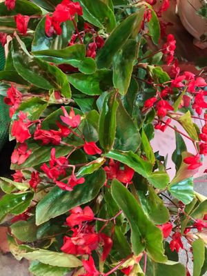 hoa đỏ rất đẹp mà mình không biết tên at Andee Sapa Restaurant - Buffet Grill Hotpot & Vegan Food in Lao Cai