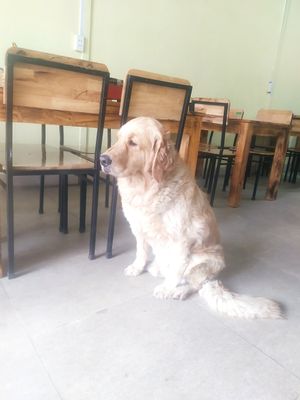  at Andee Sapa Restaurant - Buffet Grill Hotpot & Vegan Food in Lao Cai