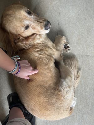 Golden retriever  at Andee Sapa Restaurant - Buffet Grill Hotpot & Vegan Food in Lao Cai