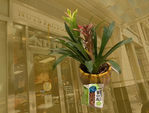 Nuts, superimposed over store front at Nuts Factory in New York City