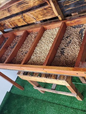 Coffee Beans 🤤 at Ranti Galapagos Coffee in Puerto Baquerizo Moreno