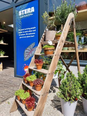 Plant shop at Stera - Plantenbar in Bruges