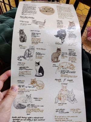  at Kočičí Kavárna - Cat Cafe in Prague