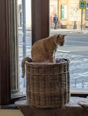  at Kočičí Kavárna - Cat Cafe in Prague