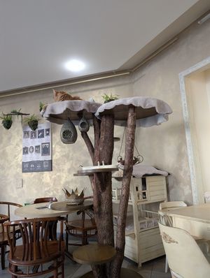  at Kočičí Kavárna - Cat Cafe in Prague