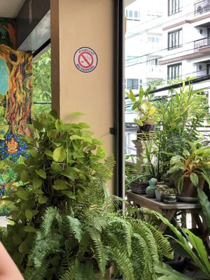 Plants  at Anchan Vegetarian Restaurant in Chiang Mai