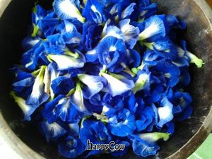 We named the restaurant after this lovely flower. Used to colour rice, as a haircare product and of course in our signature anchan and lime juice. at Anchan Vegetarian Restaurant in Chiang Mai