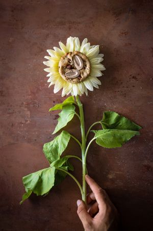Cookie Amande Choco' 🌱 at Giardino Paris | L'Atelier in Paris