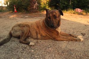 Welcoming dog at Centro Tinkuy - Gracias a la Vida Association in Sintra
